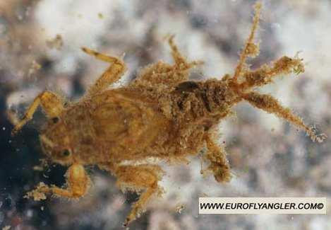 těle Ephemerella mucronata - jarní druh chladných toků vyšších poloh 15