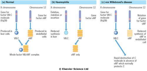 (a) Factor VIII synthesis.