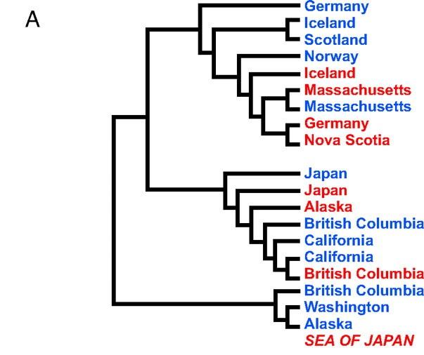 Adaptace ze stávající genetické variability a paralelní evoluce koljuška tříostná