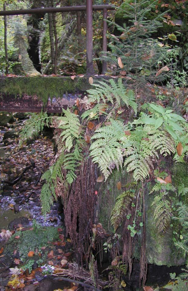 Příloha č. 5: Geo calyx graveolens lokalita č. 1 Soorgrund Obr.