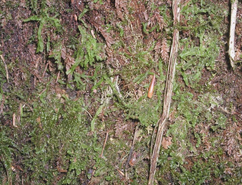 Příloha č. 5: Geo calyx graveolens lokalita č.