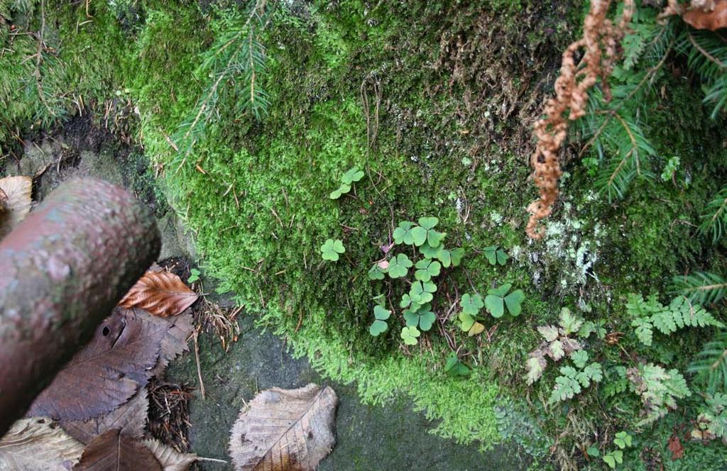 10: Umístnění první populace Geocalyx graveolens na skále