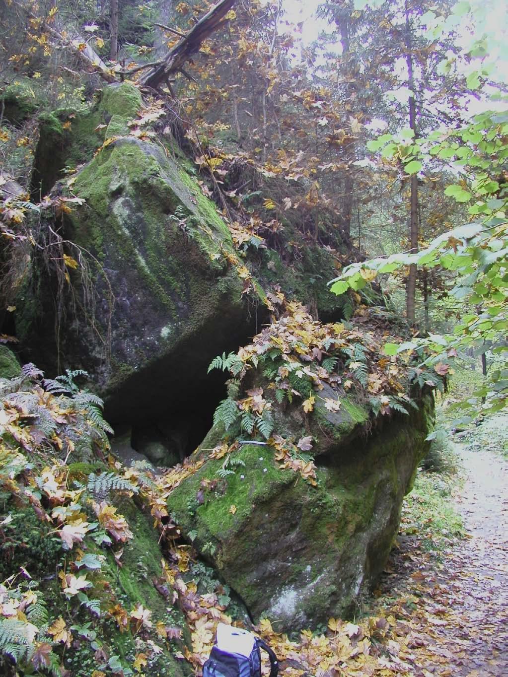 Příloha č. 6: Harpanthus scutatus rokle Soorgrund Obr.