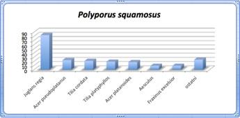 Dřevní houby v arboristické praxi Choroš šupinatý (Polyporus squamosus) Choroš vytváří zpravidla značně nápadné plodnice v okolí velkých ran a poškození kmenů.