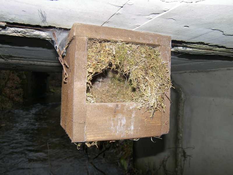 Fotodokumentace (Vojtěch Kodet) Vyvedené hnízdo skorce vodního v