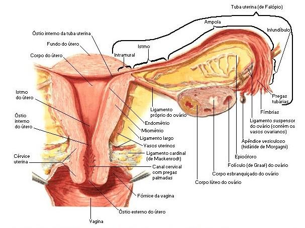 Vejcovod: (tuba uterina, salpinx) Zevní popis: trubicovitý orgán dlouhý 10