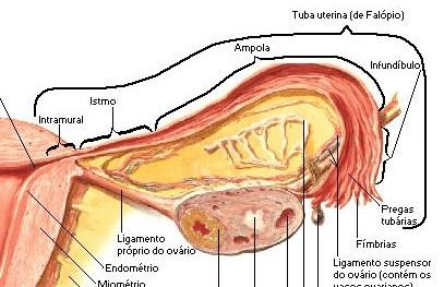 Podle průběhu dělíme: 1) Infundibulum: ostium abdominale tubae uterinae fimbriae tubae 2) Ampulla - nejdelší, vřetenovitá rozšířená