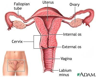 dutina děložní - cavum uteri Část krčku nad úponem pochvy se nazývá portio supravaginalis dolní část vyčnívá do pochvy jako čípek (portio vaginalis) kanál