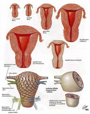 2) Myometrium: nejsilnější vrstvu uspořádána do několika, ne zcela zřetelně oddělených vrstev: stratum submucosum, stratum