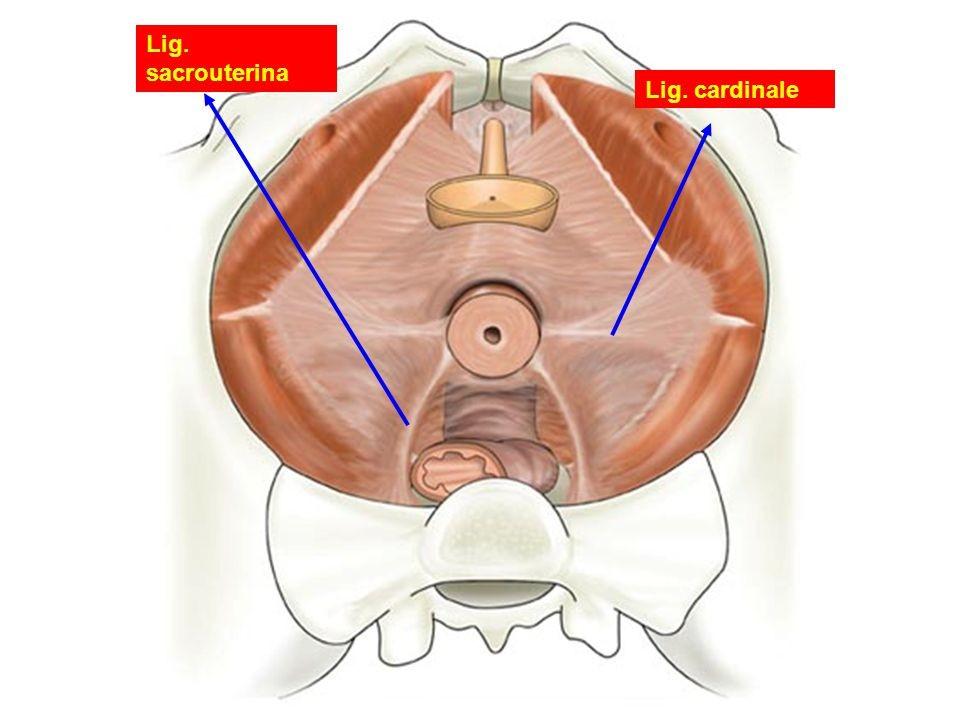 Lig. teres uteri -(12) (oblý vaz děložní) - pod