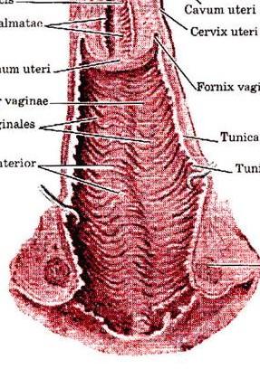 rugarum anterior et posterior) V dolní části přední stěny