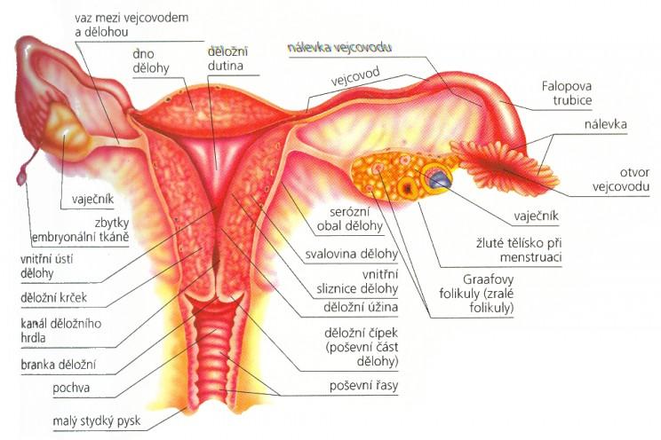 Vnitřní ženské pohlavní orgány: vaječník (ovarium)