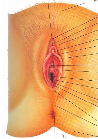 Zevní ženské pohlavní orgány: hrma (mons pubis) velké stydké pysky (labia majora pudendi) malé stydké pysky (labia minora pudendi) poštěváček (clitoris)