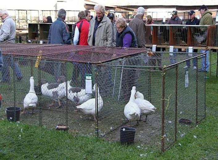 ZEMĚDĚLSKÉ AKCE 2019 Objem programu: 1 000 000 Kč Příjemci dotace: NNO Zaměření: Podpora odborných a vzdělávacích aktivit vedoucích ke zvyšování odborné úrovně subjektů v sektoru zemědělství (např.