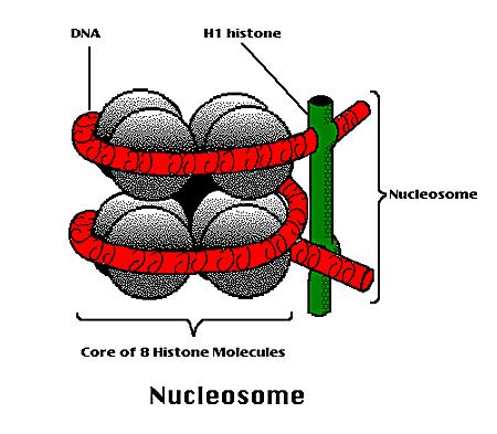 Nukleosom Histony (H2 a H2B) a (H3 a H4) tvoří