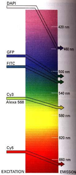Principle of fluorescence microscopy (filters are most important) Ocular Excitation filter, (blue colour, 450-490 nm ) Emission filter, (set