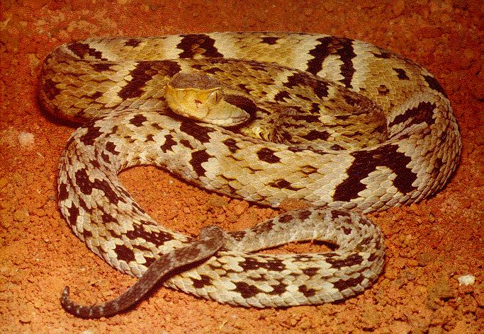 Bothrops jararaca Křovinář žararaka jedovatý 1.