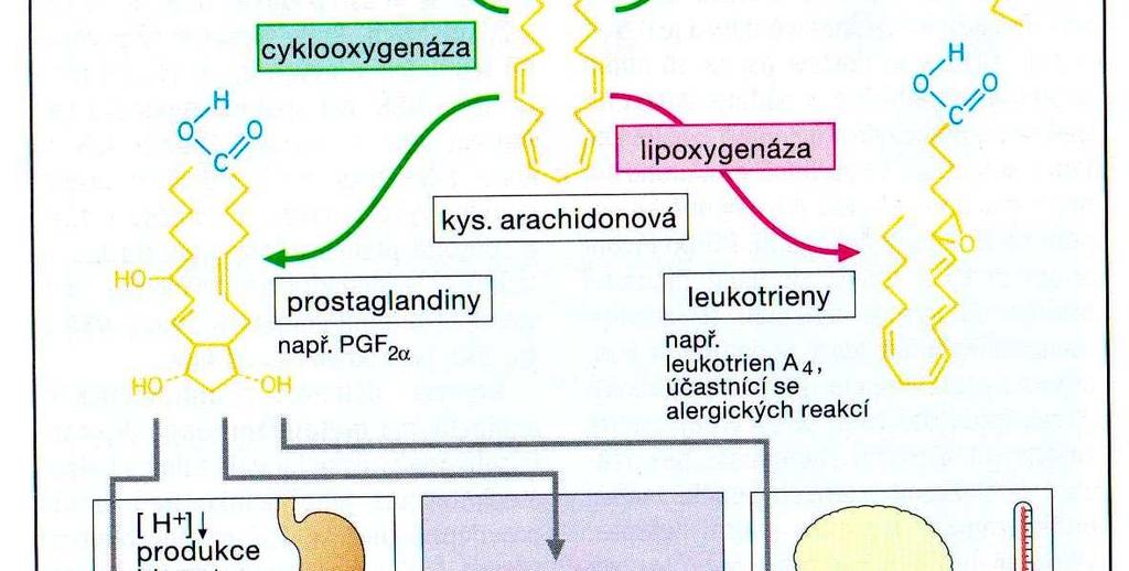 vzniku tkáňových působků během poškození