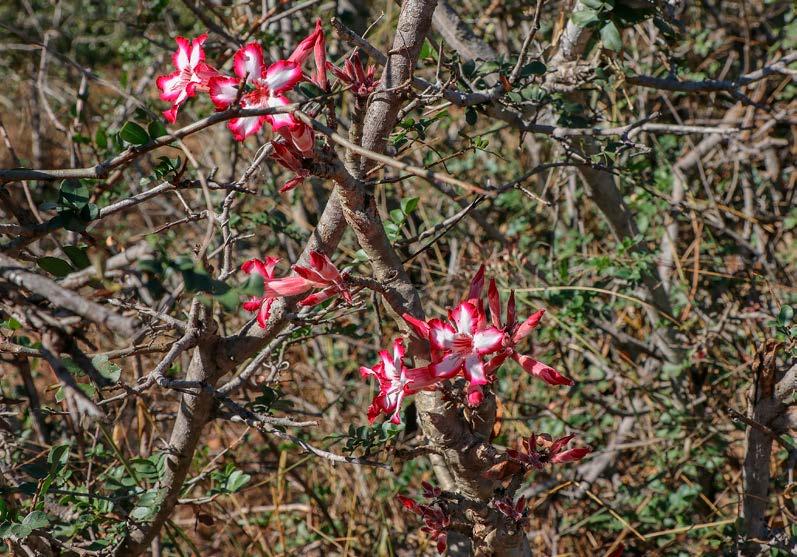 Udržování biologické rozmanitosti v jihoafrické savaně Krugerův národní park jako modelové území Ať už jsou primárním objektem vašeho zájmu rostliny nebo živočichové, africká savana je pro každého