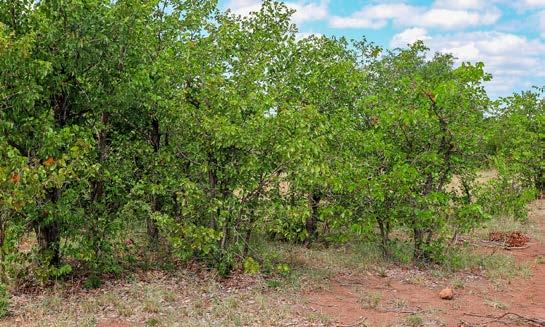 mopane (Fabaceae).