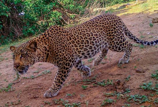 t Levhart (Panthera pardus) zachycený fotopastí na jedné z trvalých ploch. K. Pyšková a to vždy jak v období sucha, tak dešťů.