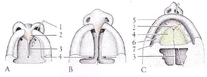 Obr. 5: Schématické znázornění vzniku primárního a sekundárního patra: A primární patro, B vznik sekundárního patra, C definitivní patro; 1 spojení primitivní nosní a ústní dutiny; 2 primární patro;