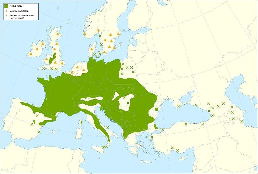 Vymezení střední Evropy
