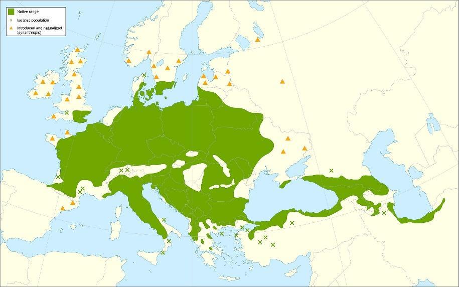 dřevin užší středoevropské