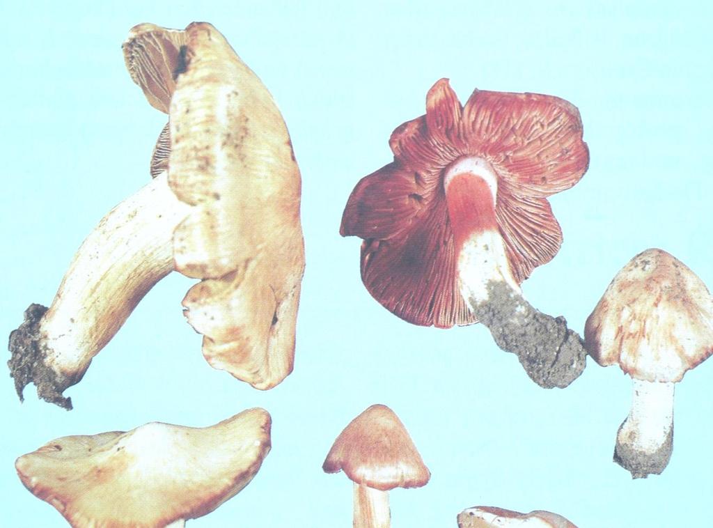 Inocybe