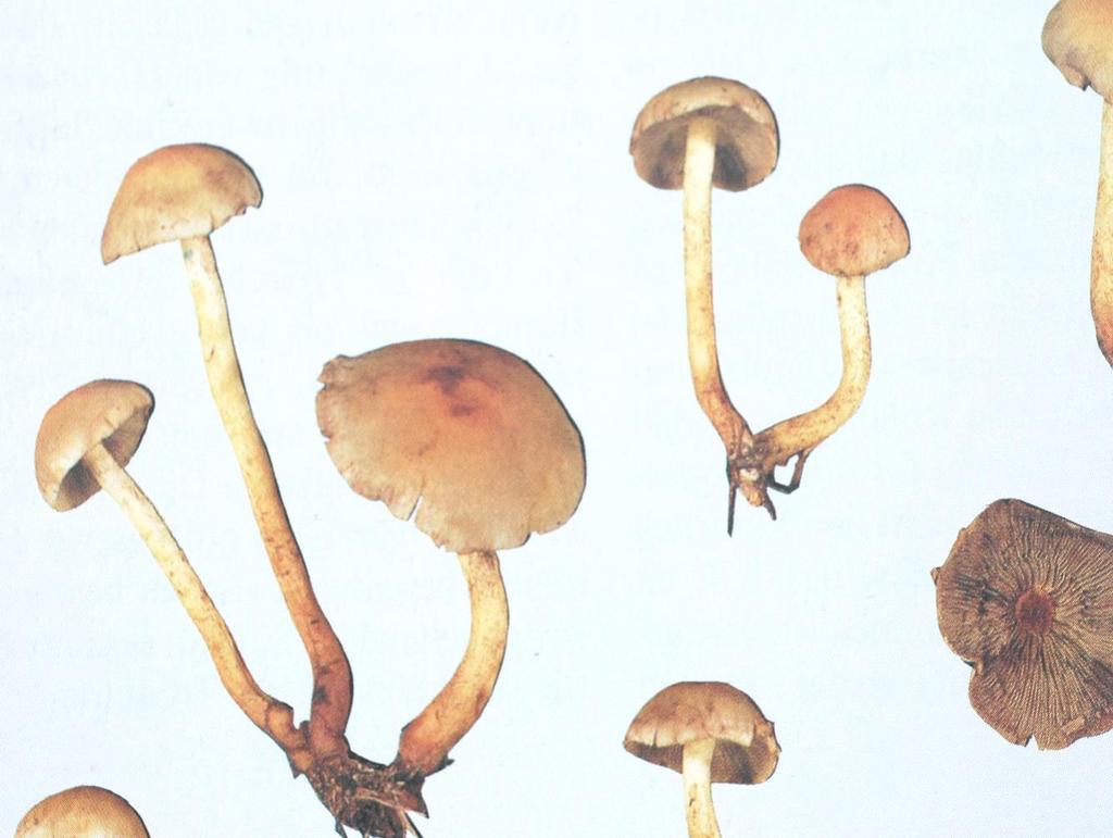 Hypholoma