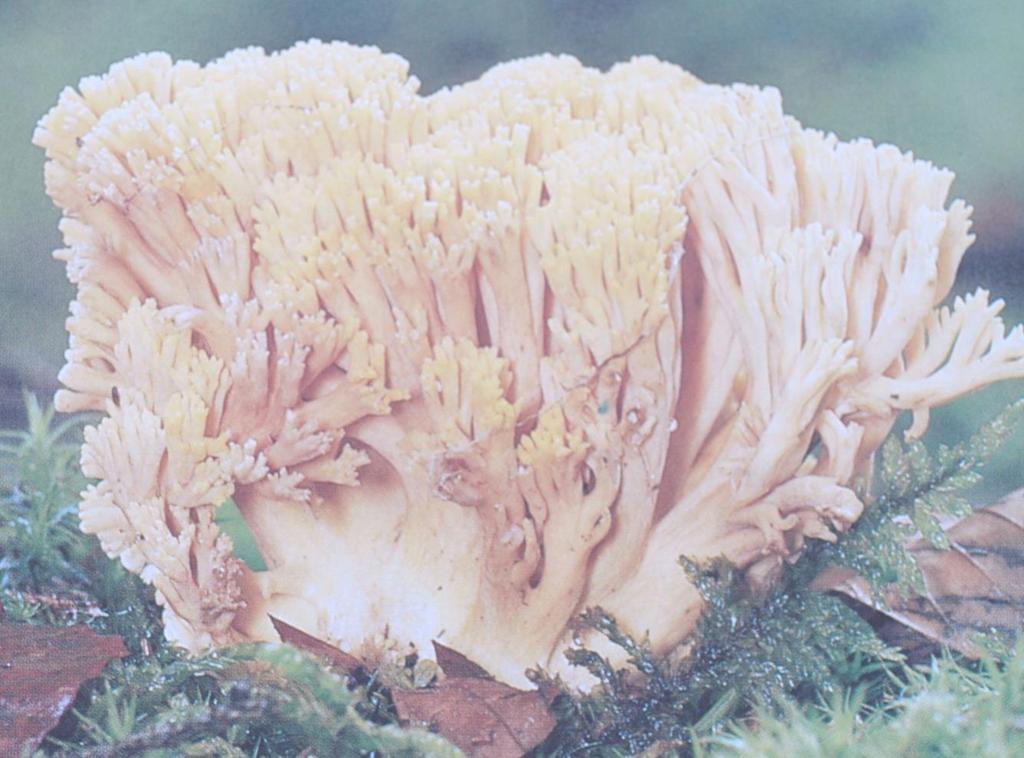 Ramaria