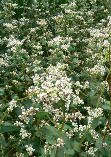 průměrná HTS 31 g výška rostlin 95-150 cm vegetační doba 110-120 dní dobrá odolnost k chorobám nenáročná na oblast pěstování využití