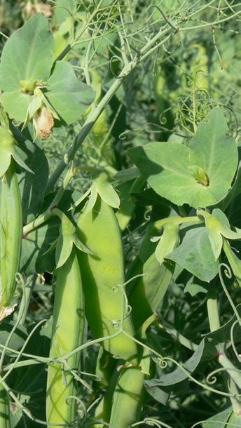 PELUŠKA JARNÍ Pisum sativum L. ARVIKA Pozdní listová odrůda evropského formátu, vhodná do luskovinoobilních směsek.