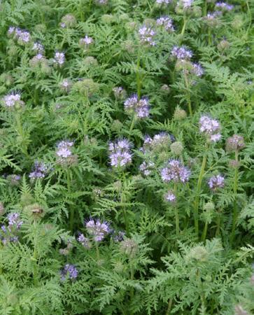 SVAZENKA VRATIČOLISTÁ Phacelia tanacetifolia Benth. VĚTROVSKÁ / PROFA Klasické odrůdy typu populace, vhodné pro produkci semen i na zelenou hmotu a do směsek.