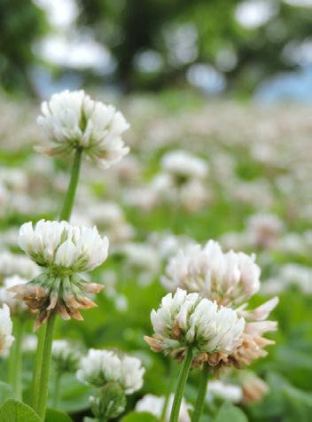 JETEL NACHOVÝ INKARNÁT Trifolium incarnatum L. KARDINÁL Jednoletá přezimující odrůda, která se používá jako komponent časných ozimých směsek v plynulém pásu zeleného krmení.