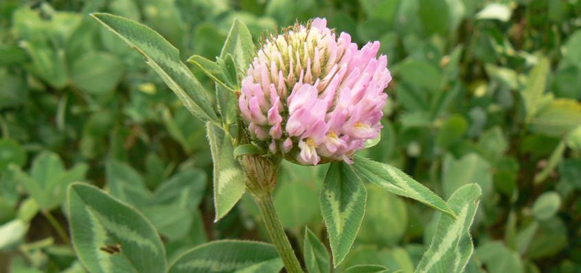 JETEL LUČNÍ Trifolium pratense L. MANUELA Diploidní, středně raná odrůda se stabilním výnosem.