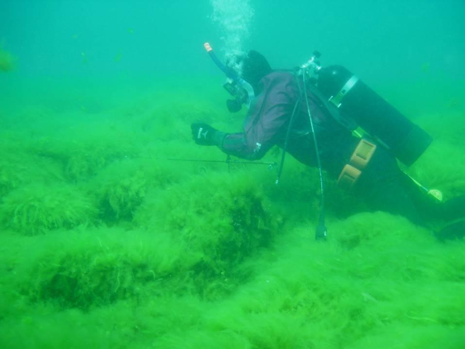 Problémy s Cladophorou Michiganské jezero