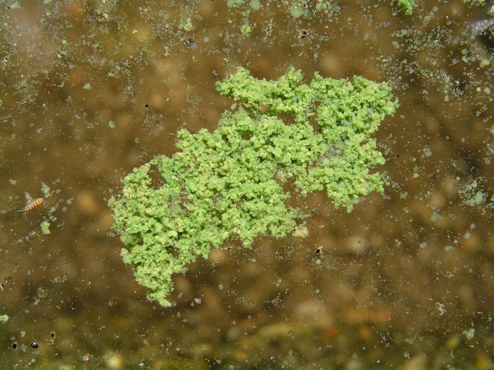 Microcystis