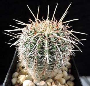 Ritter) J. Ullmann - Kaktusy (Brno) 26(1): 7, 1990. Echinopsis aurea var. depressicostata (F. Ritter) J. Ullmann - Kaktusy (Brno) 26(1): 7, 1990. Echinopsis aurea subsp.