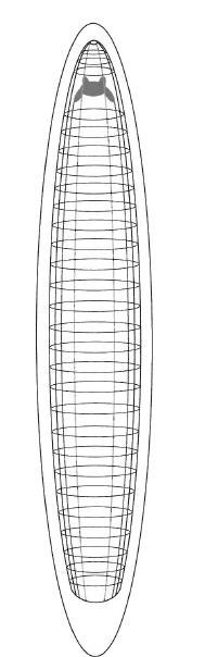 Ortogon hypotetické ancestrální uspořádání nervové soustavy trojlistých Reisinger (1924)