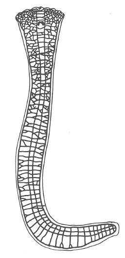 Ploštěnci (Platyhelminthes) mají ortogon (modelová skupina), ale jistá variabilita často velký počet longitudálních (hlavní a vedlejší) nervových provazců s příčnými spojkami počet variabilní párové