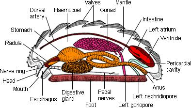 Měkkýši (Mollusca) červovci (Aplacophora: Solenogastres),