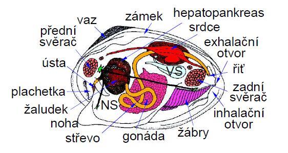 (Cephalopoda) výrazná cerebralizace