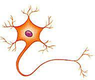 (synapse) podobný mechanismus je znám také u rostlin list rajčete s živící se