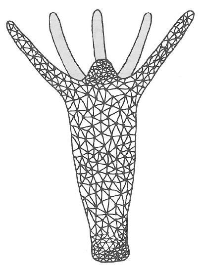 Jednoduchá nervová síť žahavců (Cnidaria) a žebernatek (Ctenophora) ŽAHAVCI objevují se první nervové buňky (multipolární) tyto buňky tvoří difuzní síť s lokálními zhuštěninami (trend koncentrace se