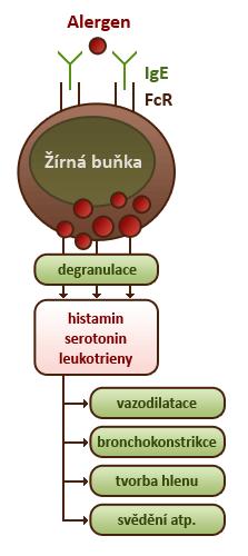 Do mechanizmu rozvoje alergické zánětlivé odpovědi je zapojena řada buněk (ţírné buňky, eozinofily, bazofily, fibroblasty, buňky endotelové a další), které spolu komunikují prostřednictvím cytokinů,