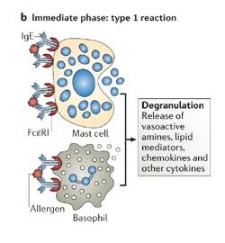 Obrázek 5. Fáze alergické odpovědi b) (7) c) Pozdní fáze alergické odpovědi alergický zánět. Pod vlivem chemokinů a dalších cytokinů následuje migrace prozánětlivých buněk k místu expozice alergenem.