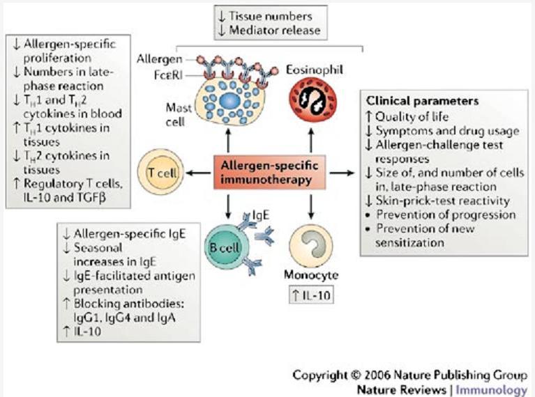 Dochází přitom k potlačení tvorby alergen-specifických IgE protilátek a ke zvýšení produkce především subpopulace IgG4.