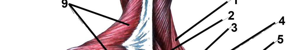 krční a hrudní páteře s hlavou a s horními končetinami. (Véle 2006) M. rhomboideus major a m.