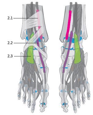 Pojmenování svalů vāgīna tendinis mūsculī extēnsōris hallūcis longī (2.